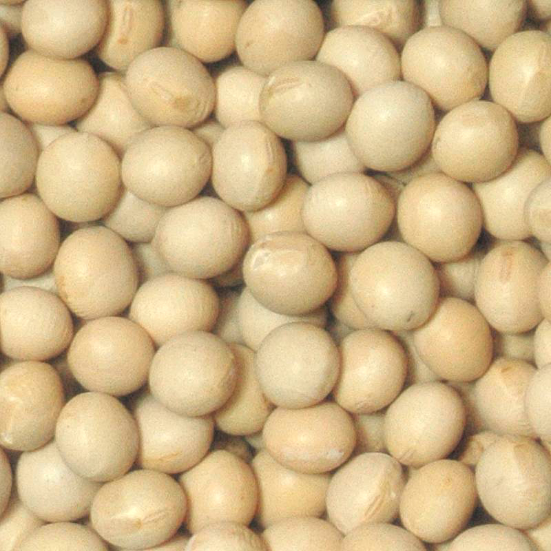 北海道産「大粒大豆」の画像１